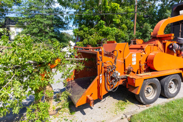 Reliable Silver Springs Shores, FL Tree Service Solutions